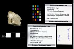 Foto (Objekt + Etikett) von Cycloprosopon sp.  (NHMW-GEO-1990-0041-2570)